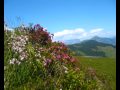 wildschönau tirol