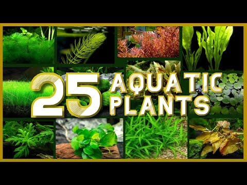Video: Aquarium plants: photo with names