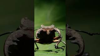 Deep Mountain Stag Beetle | Film Studio Aves