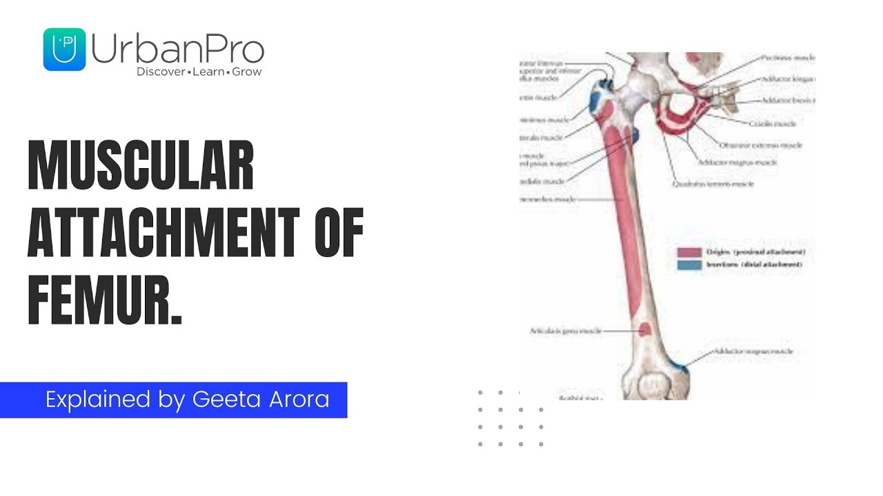 femur muscle attachments