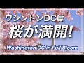 【お花見】桜祭り@米ワシントンDC・お花見動画🌸・3000本の桜が満開✨✨日米友好の証