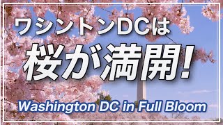 【お花見】桜祭り@米ワシントンDC・お花見動画🌸・3000本の桜が満開✨✨日米友好の証