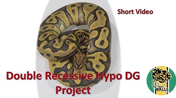 Breeding Ball Pythons; VideoShort Hypo DG