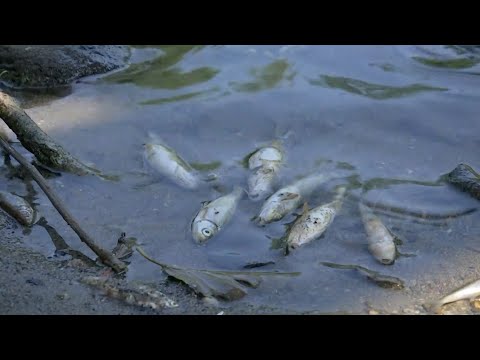 მდინარე ჟიუში ადგილობრივებმა ასეულობით დახოცილი თევზი აღმოაჩინეს