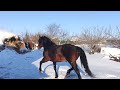 Жеребец бегает по свежему снегу. Stallion runs in the snow.