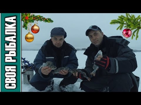 Ловля окуня, рыбалка 31 декабря