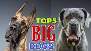 TOP 5 LARGEST DOGS IN THE WORLD IN Telugu | Taju logics