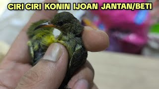 HOW TO IDENTIFY MALE/FEMALE KONIN IJOAN