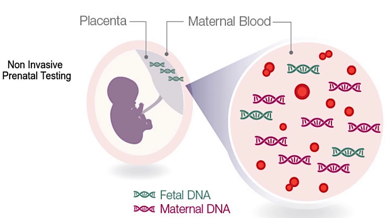 днк плода в крови матери. какой метод позволяет определить генетический пол эмбриона. неинвазивный пренатальный днк тест. анализ по определению пола ребенка по крови матери. определение пола.