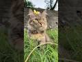#cat #kucing #kucinglucu #kucingimut #bermain #ditaman #catlover #catvideos #catshorts