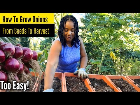 How To Grow Onions From Seeds In Containers/Detailed Steps Soil Prep/ Planting/Fertilize Harvest 