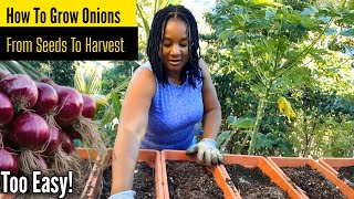How To Grow Onions From Seeds In Containers/Detailed Steps Soil Prep/ Planting/Fertilize Harvest 