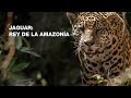 Jaguar rey de la amazona