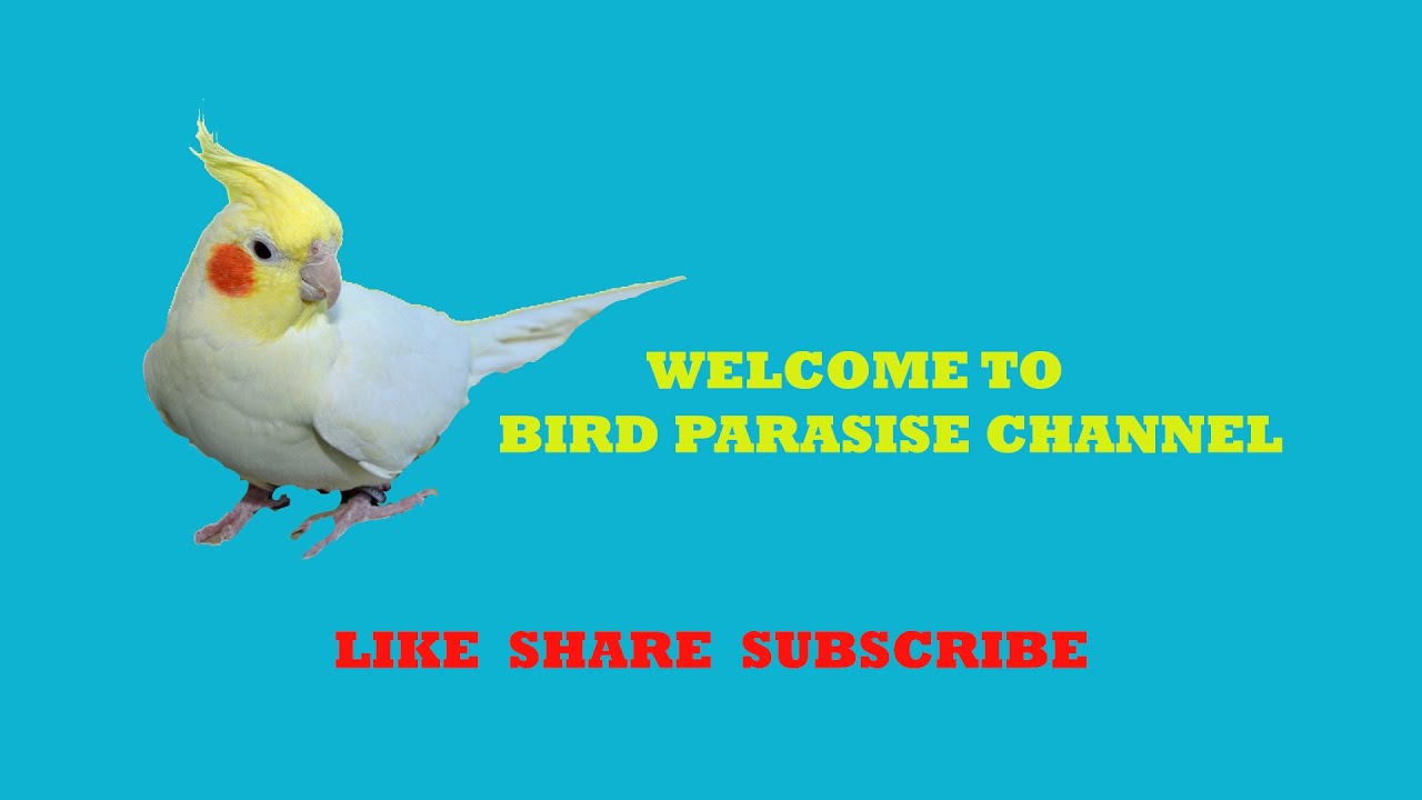 la blanca birds of paradise