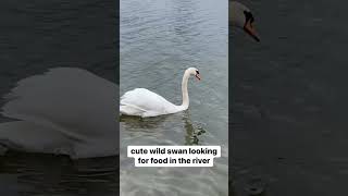 Cute Wild Swan Looking For Food At Donau River Vienna 🇦🇹