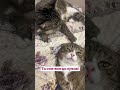 Я люблю тебя очень ❤️❤️❤️ #cat #catdog #кот #веселыекоты #юмор #прикольныекоты #barsik #котики