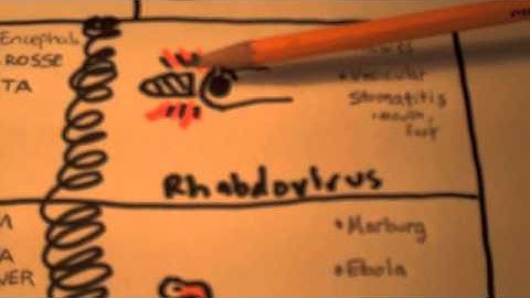 Negative Sense Helical RNA Virus Mnemonic