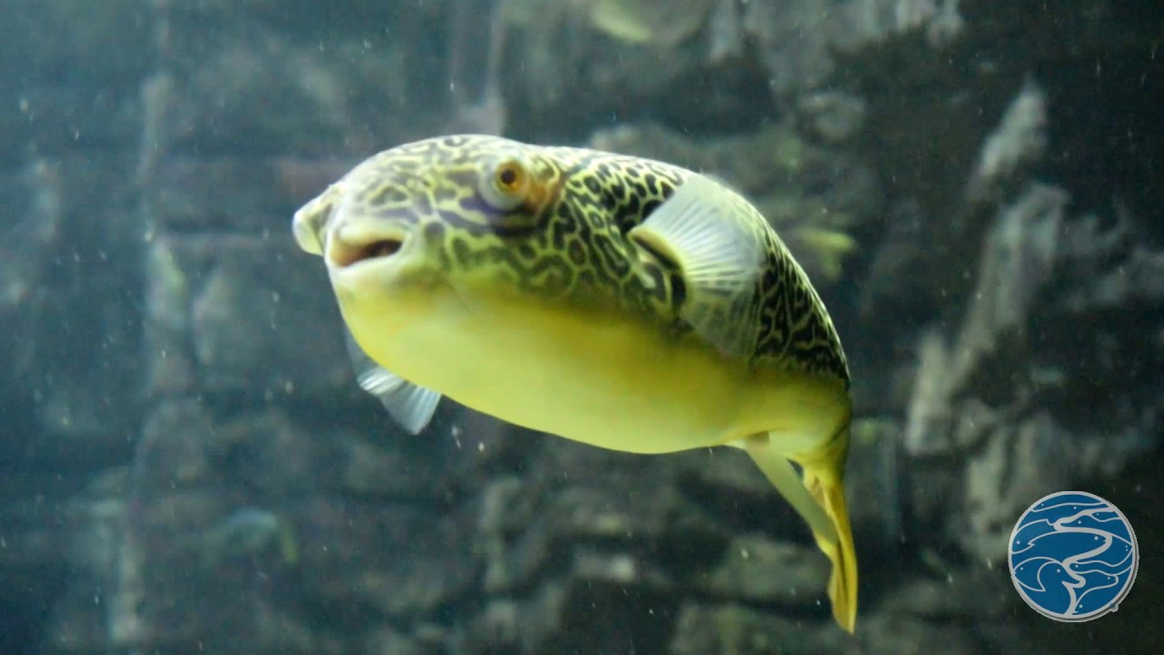 Giant Freshwater Puffer - YouTube