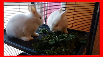 ¿Pueden los conejos comer espinacas a diario?