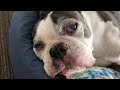 Sleepless Boston Terrier Episode 57