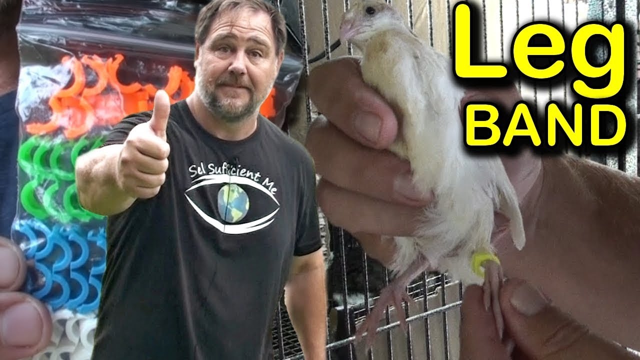 Quail Leg Rings What Size Band Plus More on Breeding YouTube
