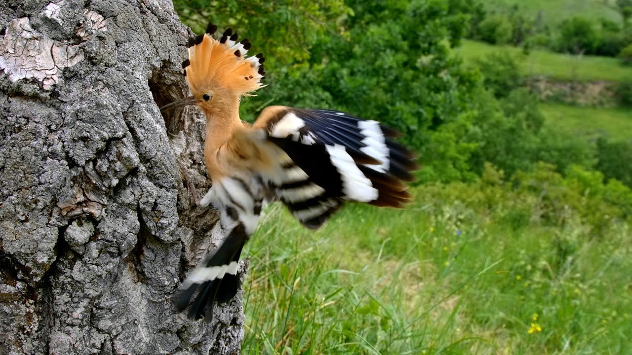 Hoopoe facts: birds with stinkin' great accuracy | Animal Fact Files