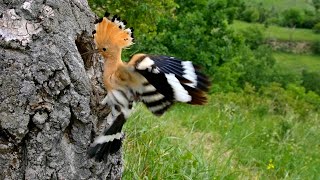 Nesting birds - Eurasian hoopoe (Upupa epops)