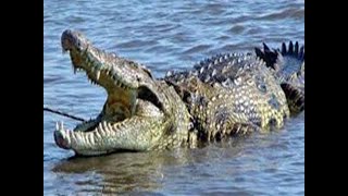 التماسيح المفترسة فيلم وثائقى Predatory crocodiles documentary film