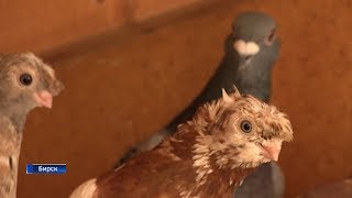 Житель Бирска разводит необычных голубей Житель Бирска разводит необычных голубей