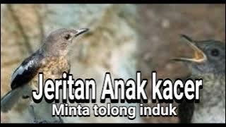 SUARA JERITAN ANAK KACER MINTA TOLONG INDUKNYA