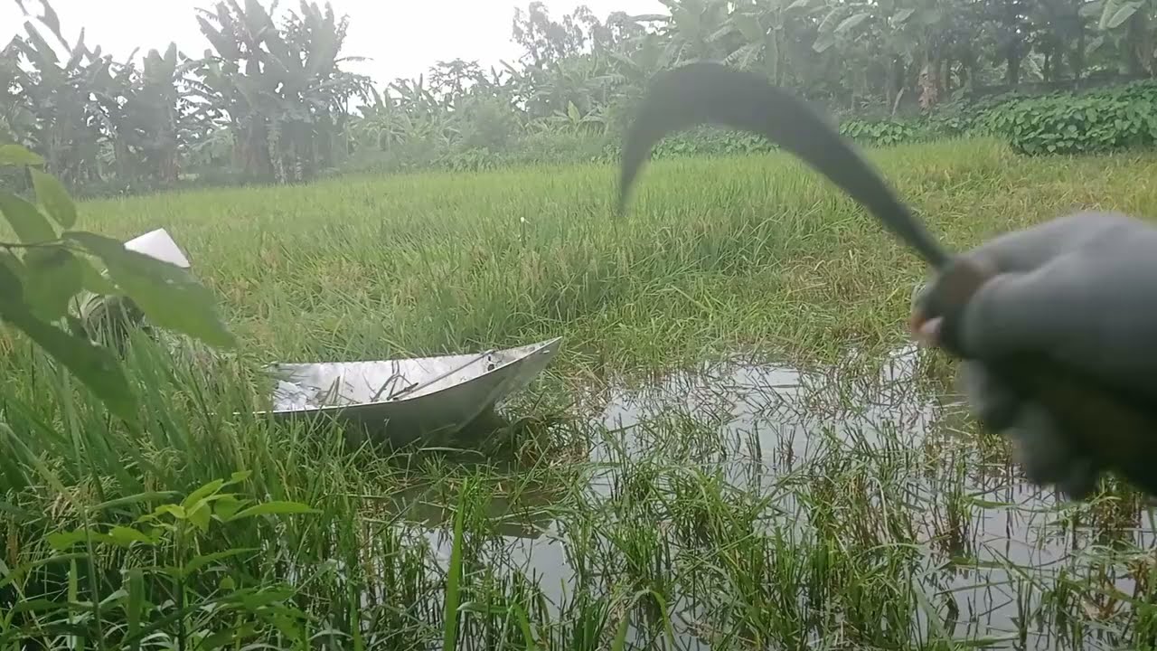 Buổi Sáng Gặt Lúa Cùng Mẹ