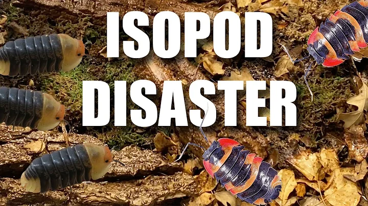 Isopod Disaster: Winter Challenges