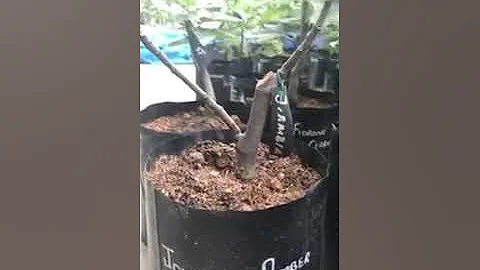 Waking a sleeping Giant : Dormant Fig Plant