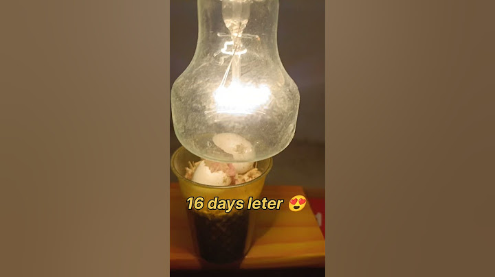Eggs Hatching 🐣 using Bulb💡|| बल्ब से kabutar ka बच्चा निकाला 😱 || #shorts #youtubeshorts #viral
