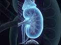 agar kidny kaam karna kam de toh kya hoga#importance of the human kidney#anatomy#shorts
