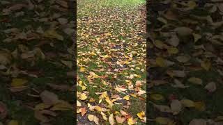 #relax #nature #relaxing #autumn #sweden #waildberries #fruittrees #garden #birdsong