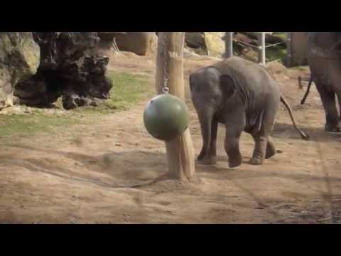 Cute little elephant playing