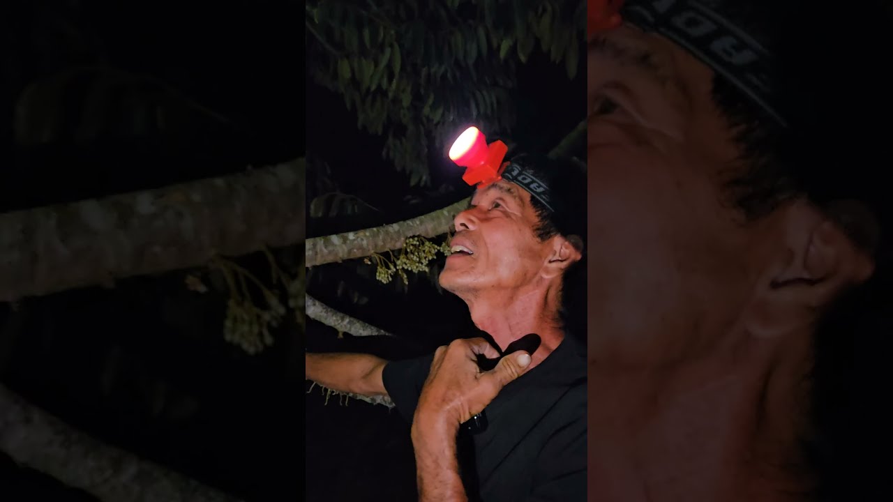 EP.110 พามาดูวิธีการปัดดอกง่ายๆ สไตล์ อ.สัญชัย @ทุเรียนกางเขน |ปุ๋ยตราเขาแก้ว (Official)