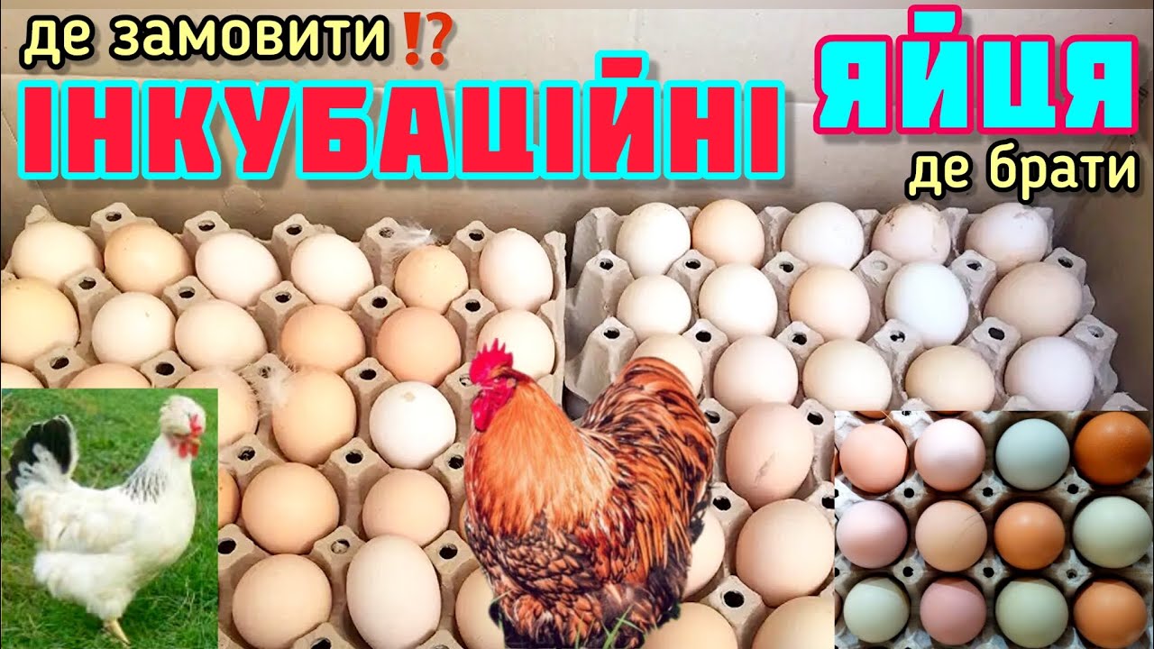 ІНКУБАЦІЙНІ ЯЙЦЯ // де брати, де замовити, як не попастись на обман