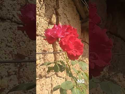 Love Rose passion, desire and romance   #Viral #Video #shorts #happy #home #video  #nature #NG #red