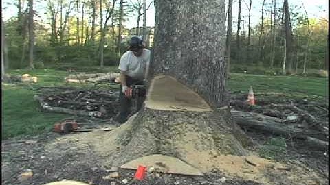 tree service Paoli PA.mov