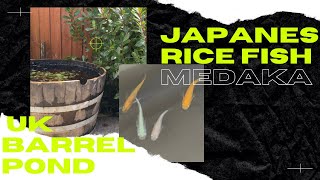 Rice Fish Pond - U.K. Japanese Medaka!