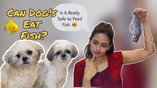 Is Fish Safe for Dogs to Eat? Here's the Truth |shihtzu dog | lhasa apso dog