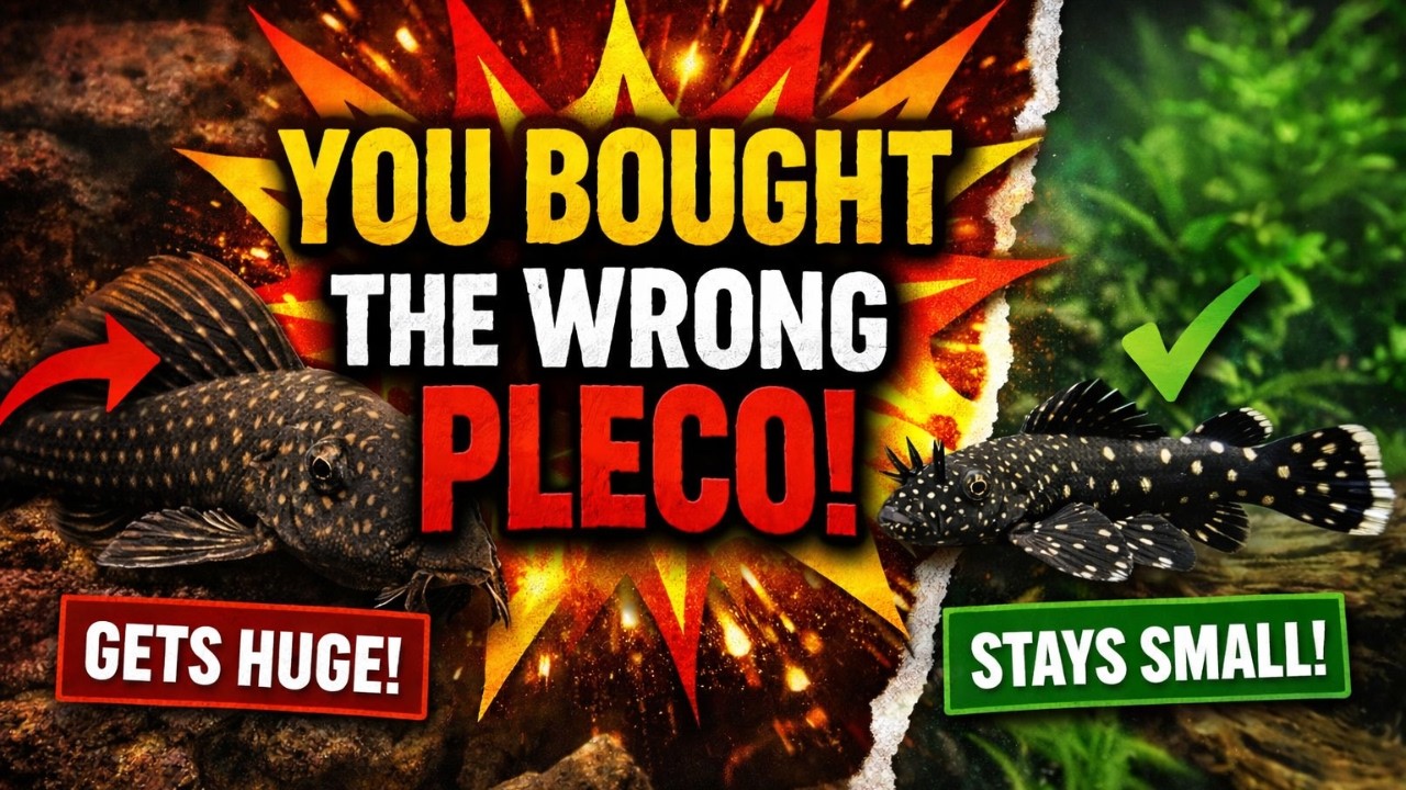 Вам продали не того плеко… Вот что вам следует купить вместо него.