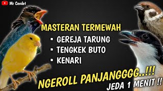 MASTERAN TERMEWAH..!!!TEMBAKAN GEREJA TARUNG, TENGKEK BUTO, DAN KENARI !!