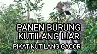 PANEN BURUNG KUTILANG LIAR KUTILANG PIKAT RAIH TROPI