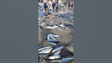 CẬN CẢNH NGƯỜI DÂN CAO LƯỚI TRÚNG MẺ CÁ ĐỐI RẤT NHIỀU