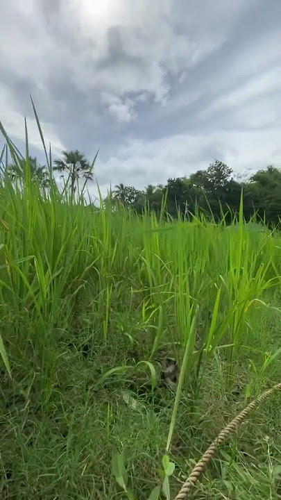 #nature#provincelife#bukidlife#trendingshorts#shortvideo#shortsviral