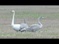 Лебеди на пастбище Воронкова Нива