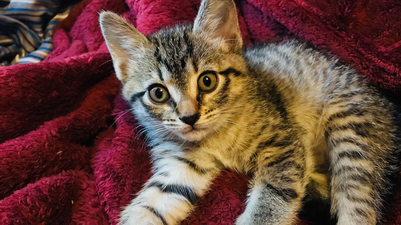 Teaching This Kitten Spanish YouTube